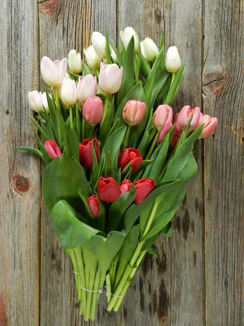 VALENTINE`S DAY PACK- RED, PINKS & WHITE  SEASONAL TULIPS